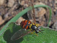 Chrysotoxum triarcuatum