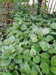 Plectranthus ciliatus