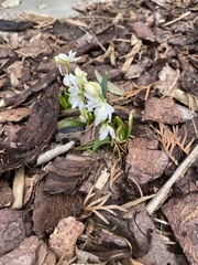 Scilla mischtschenkoana