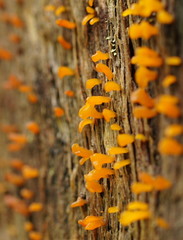 Calocera australis