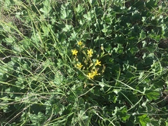 Apodanthera undulata