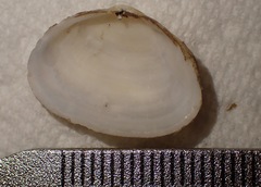 Cryptomya californica