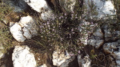 Aspalathus submissa
