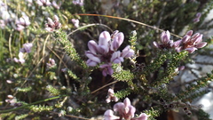 Aspalathus submissa