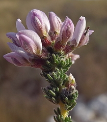 Aspalathus submissa