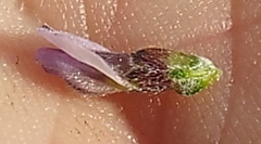 Aspalathus submissa