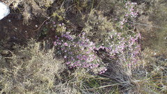 Aspalathus submissa