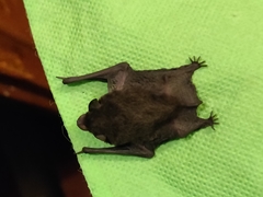 Pipistrellus coromandra