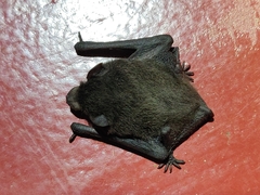 Pipistrellus coromandra