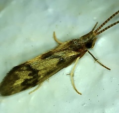 Pycnocentrodes aeris