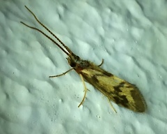 Pycnocentrodes aeris