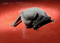 Pipistrellus coromandra
