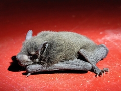 Pipistrellus coromandra