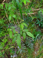 Vaccinium japonicum lasiostemon