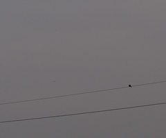 Streptopelia chinensis