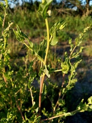 Atriplex pentandra