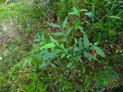 Vaccinium japonicum lasiostemon