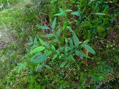 Vaccinium japonicum lasiostemon