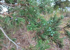 Juniperus comitana