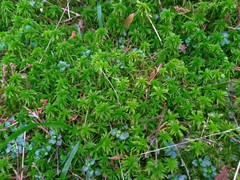 Sphagnum cuspidatulum