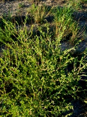 Atriplex pentandra