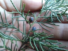 Juniperus comitana