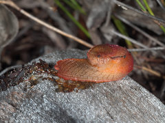 Parmavitrina megastoma