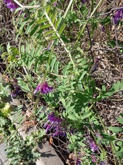 Angiospermae