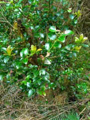 Ilex sugerokii