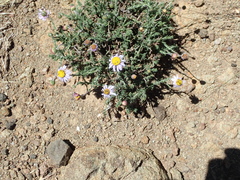 Felicia caespitosa