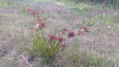 Juncus prismatocarpus