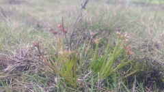 Juncus prismatocarpus