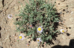 Felicia caespitosa
