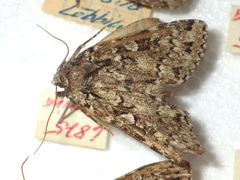 Xestia speciosa