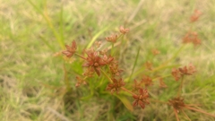 Juncus prismatocarpus