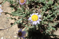 Felicia caespitosa