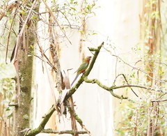 Platycercus elegans elegans