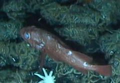 Sebastes melanostomus