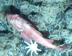 Sebastes melanostomus