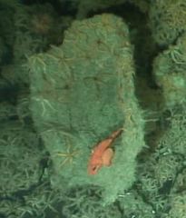 Sebastolobus alascanus