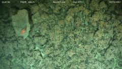 Sebastolobus alascanus