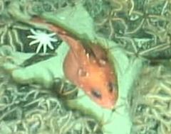 Sebastolobus alascanus