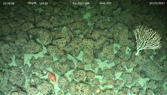 Sebastolobus alascanus