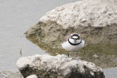 Charadrius dubius curonicus