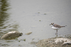 Charadrius dubius curonicus