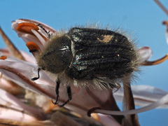 Tropinota squalida canariensis