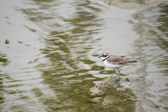 Charadrius dubius curonicus