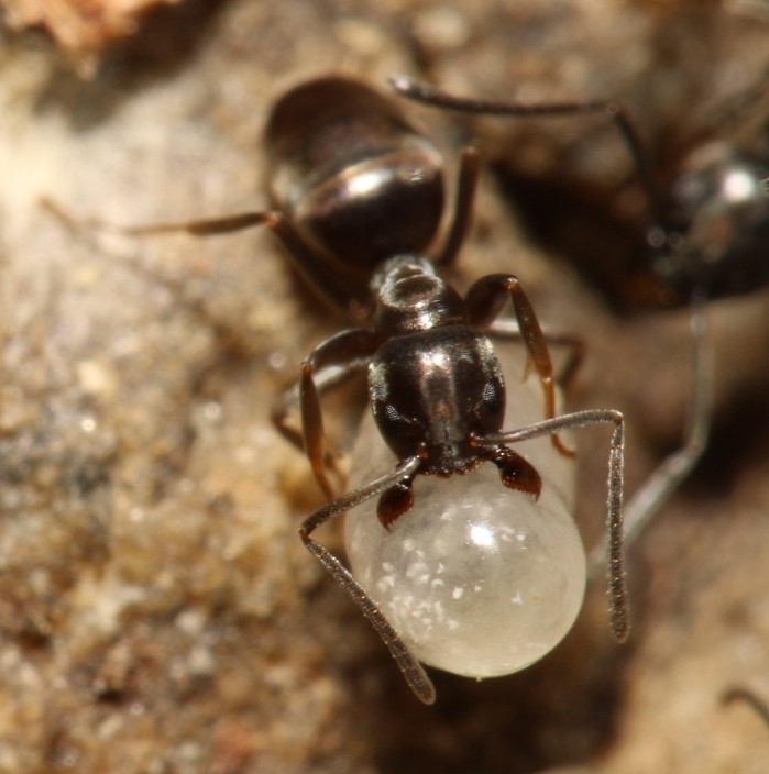 Tapinoma madeirense