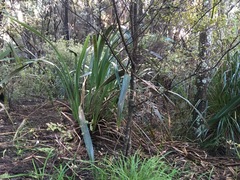 Phormium tenax