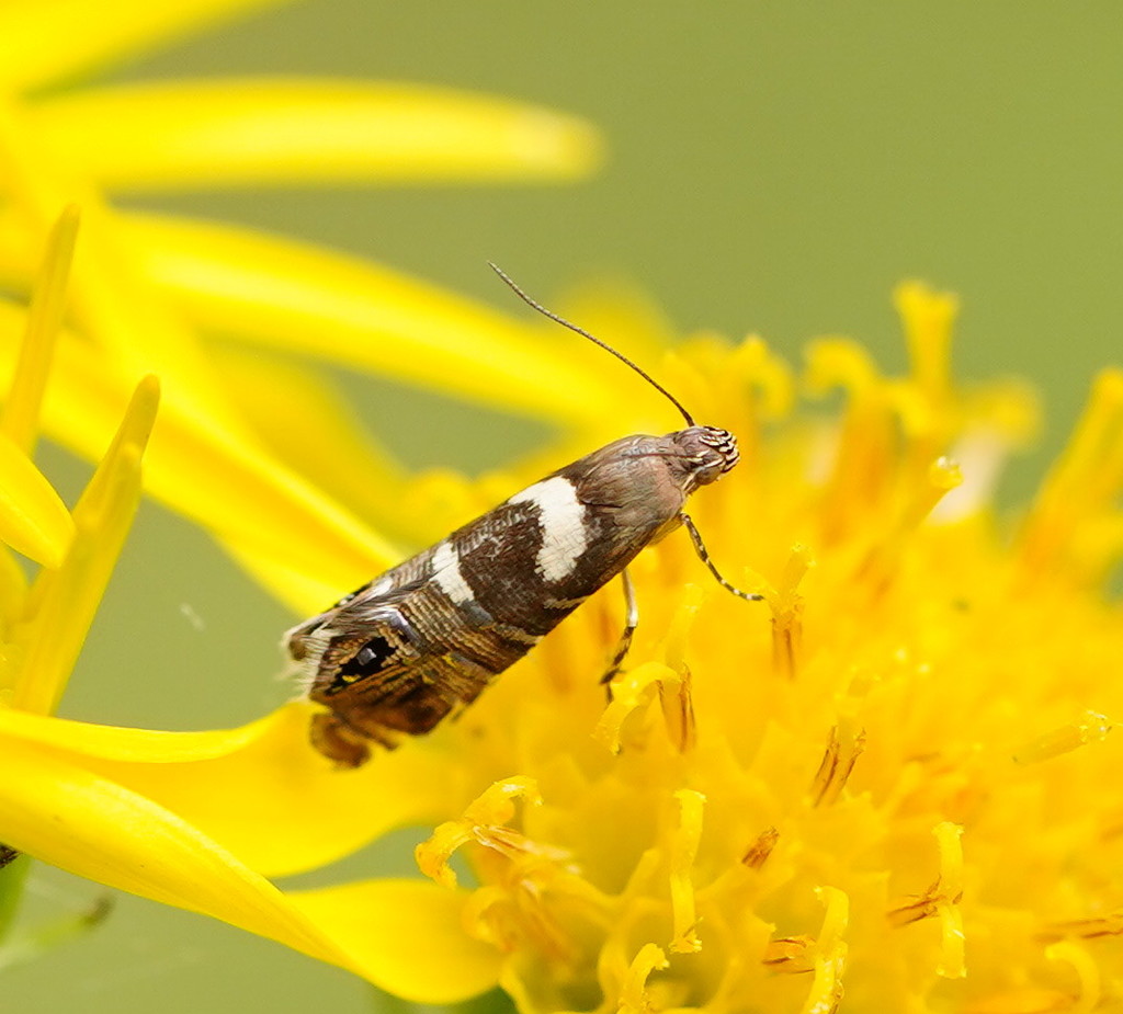 Glyphipterix phosphora